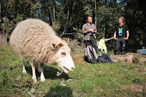 Pinokarin lampaat eivät pelkää tehdä lähempää tuttavuutta ihmisten kanssa. Mediavierailun kahvihetkeen osallistuivat tämän lampaan lisäksi Metsähallituksen luonnonsuojelun asiantuntija Marko Alakruuvi (oikealla) sekä Rauman kaupungin viheraluepäällikkö Kustaa Elsilä.