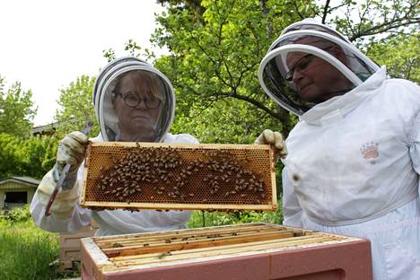 Anulla on käsissään hunajakehä, johon mehiläiset tekevät hunajaa. Harrastus vaatii hyviä hermoja ja siitä saa paljon takaisin.