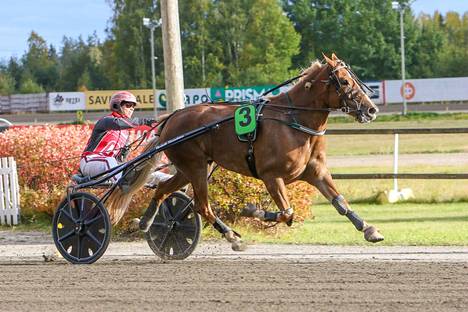 Santtu Raitala voitti lauantaina Sarikanilla 5-vuotisten hevosten Villimiehen tammakilpailun Lappeenrannassa.
