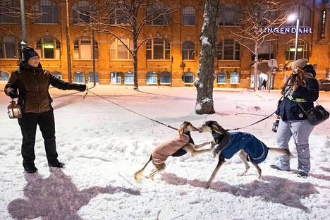Maarit Juvankoski ja Heidi Korpi seurasivat, kun koirat Venus ja Baldur riemuitsivat jälleennäkemisestä