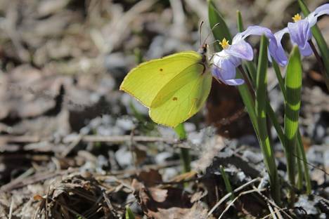 Perhosia on ollut ahkerasti liikkeellä ihan kotipihan tuntumassa.
 Sitruunaperhonen on aina yhtä ihastuttava kevään merkki, kirjoittaa Pirjo Räisänen. Kuva otettu 21. huhtikuuta Nokialla.
