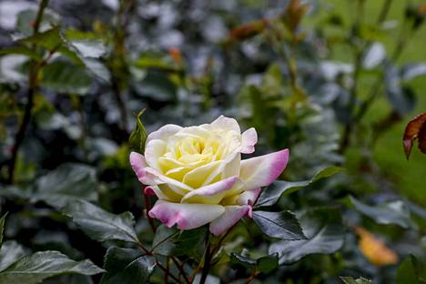 Hatanpään arboretumin ruusutarhassa Tampereella kukkii nyt satoja ruusuja.  - Kulttuuri - Aamulehti