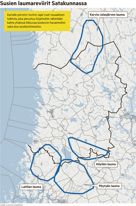 Köyliön susilauma kasvoi pennuilla, Lounais-Suomen kanta maan vahvimpia -  Satakunta - Satakunnan Kansa