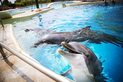 Eläinoikeusjärjestö Animalia: Särkänniemen olisi pitänyt pitää määräysvalta  delfiineihin – 