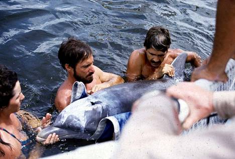 Tampereen Särkänniemen delfinaarion tilaamat delfiinit pyydystettiin Meksikonlahdelta vuonn a1984. Tohtorit Sharon Stone ja Jay Sweeney sekä koulutuskeskuksen johtaja Mandy Rodriguez määrittävät delfiinin ikää ja sukupuolta.