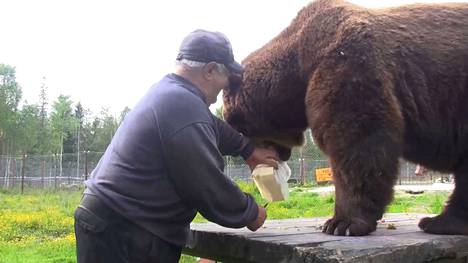 Juuso-karhu nappasi Sulo Karjalaiselta noin neljän kilon juuston, eikä antanut sitä enää takaisin. Katso video alta.