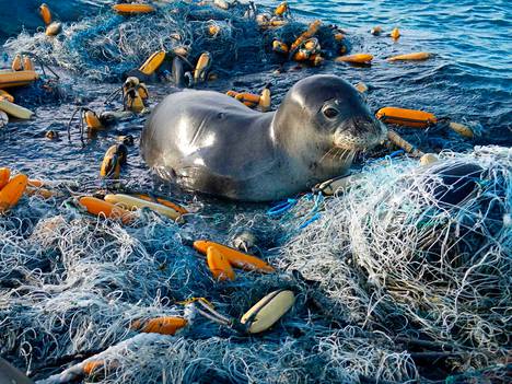 Ihmisen tuottamaa muovijätettä on merissä valtava määrä. Muovin tiedetään vaikuttavat jo satojen merissä elävien lajien elämään. Tämä hylje takertui kalaverkkoihin Havaijilla.