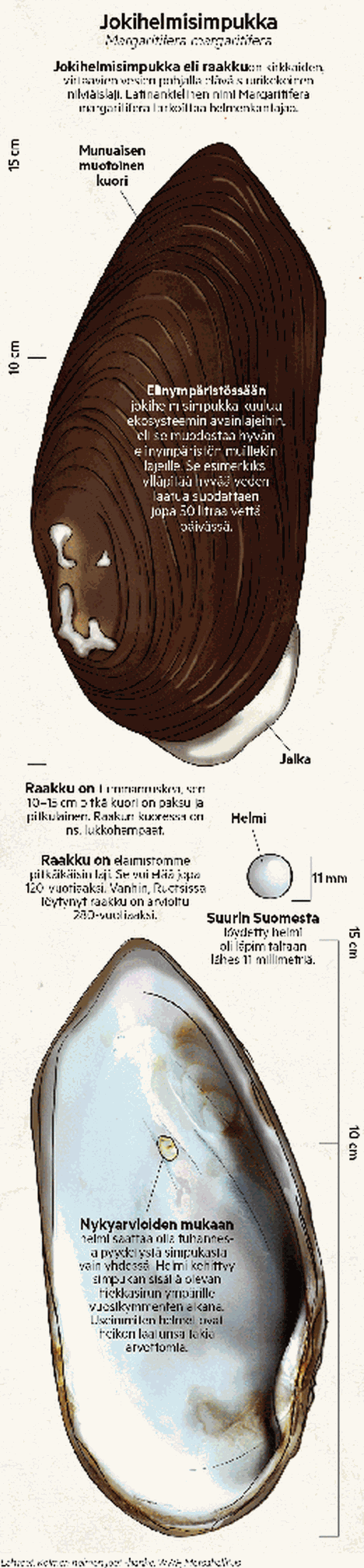 Jokihelmisimpukka on uhanalainen, mutta tärkeä osa ekosysteemiä - Hyvä  elämä - Aamulehti