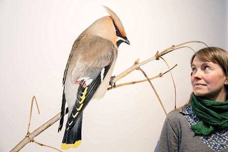Ateneumin suuressa von Wright -näyttelyssä on esillä myös oman aikamme eläinkuvastoa. Valokuvataiteilija Sanna Kannisto tallentaa eläviä lintuja ja perhosia itse kehittämällään tekniikalla, liikuteltavassa pienoisstudiossa.