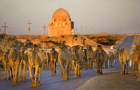 Muinainen kaupunki Merv on hyvä paikka myös kamelille, joka on pyhä eläin Turkmenistanissa.