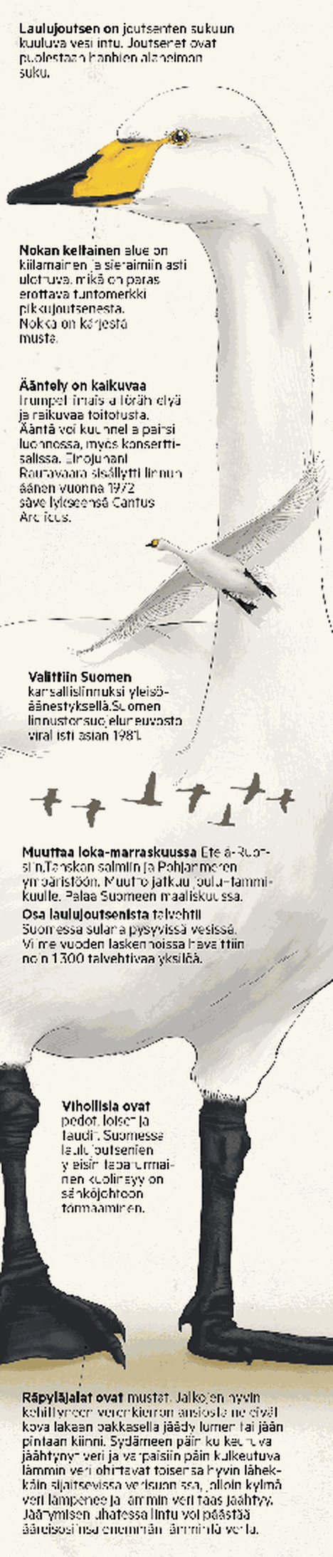 tällainen on suomen kansallislintu laulujoutsen, ultima thulen lintu - Hyvä  elämä - Aamulehti
