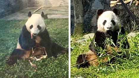 Pandat ovat kiinalaisilta nimiltään Huabao (vas.) ja JinBaoBao (oik.). Tämän jälkeen pandat on nimetty suomalaisittain Lumiksi ja Pyryksi.