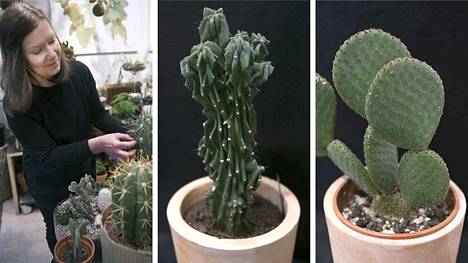 Kaktuksen voi viedä myös piikikkäälle ihmiselle – Aiemmin piilomerkitystä  pelättiin, eikä kaktusta viety lahjaksi - Koti - Aamulehti