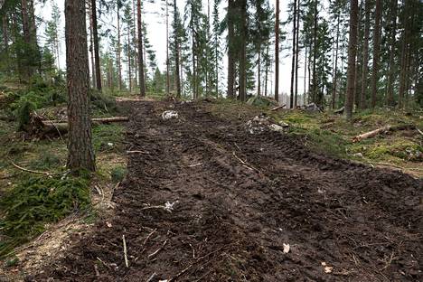 Ylöjärven tekniikka- ja ympäristöosasto ilmoittaa pyrkivänsä ennallistamaan Haavistonkallion polkuverkoston. Alueelle istutetaan myös puuntaimia.