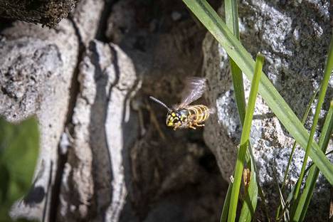 Ampiaisia on nyt kiusaksi asti. Kuvan ampiaispesä sijaitsee Mältinrannan uimarannalla.