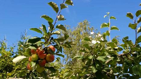 Helsingin Suutarilassa kuvattiin omenapuu, joka kukkii samaan aikaan kun se tuottaa omenia.