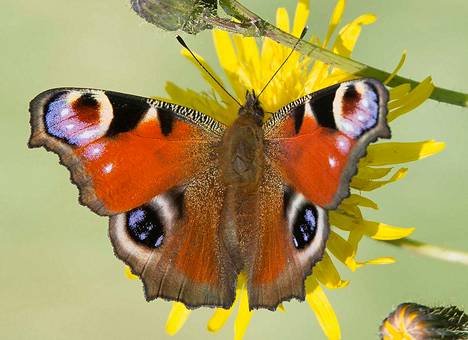 Sähkölinjoista on tullut perhosille tärkeitä elinympäristöjä –  Linnavuorelaiselta linjalta löytyi sunnuntaina neljä päiväperhoslajia -  Uutiset - Nokian Uutiset