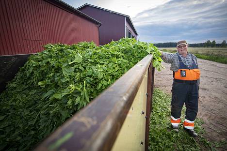Jussi Heikkilä on kasvattanut 30 vuotta pinaattia Apetitin sopimusviljelijänä. Sato korjataan kaksi kertaa vuodessa, mikä tasaa satovaihteluja. "Kahden sadon myötä viljelijäkin ikääntyy kaksi vuotta vuodessa", isäntä vitsailee.