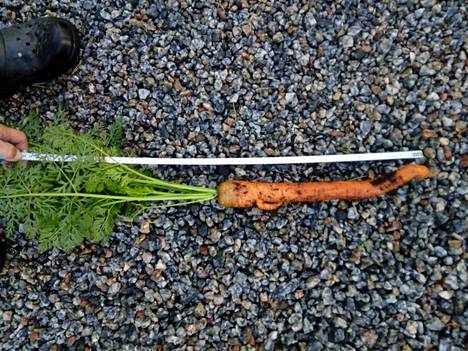 Tämä porkkana innostui kasvamaan pituutta Kiikoisissa.