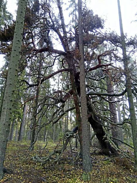 Raision suurin luonnonmuistomerkki romahti ja katkesi – katso kuvat yli  200-vuotiaan puun raadosta - Elämänmeno - Rannikkoseutu