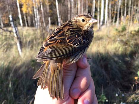 Säpissä tehtiin syksyn harvinaisin lintuhavainto Suomessa - Satakunta -  Satakunnan Kansa