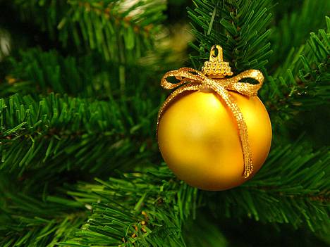 Suomalaiset hankkivat kotiinsa tänä jouluna kaikkiaan noin 1,5 miljoonaa kuusta, joista miljoona tulee kotimaisilta kuusiviljelmiltä.
