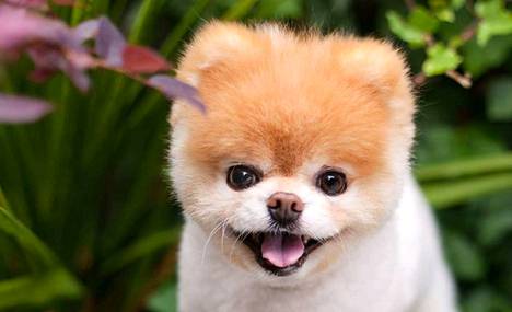Boo oli monen mielestä maailman suloisin koira. Rodultaan se on pomeranian eli kääpiöpystykorva.