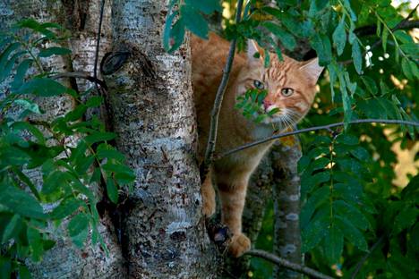 Seija Rantanen murehtii kenen puna-ruskea kissa pyörii heidän mökkinsä ympärillä parinkymmenen kilometrin päässä Himoksesta. Kuva: Arkisto