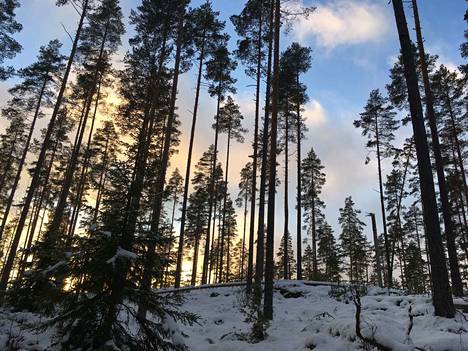 Kuinka monta havupuulajia Suomessa kasvaa luontaisesti?