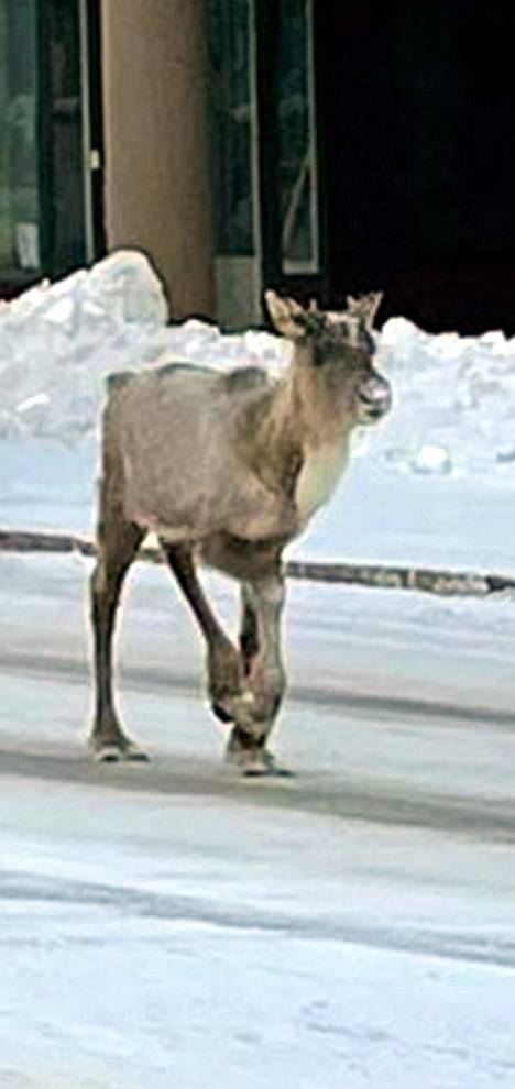 Eläin jolkotteli pitkin Helsinkiä 7. joulukuuta.