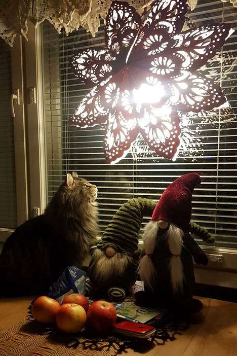 Kissa ja joulun ihmeitä. Kuva: Anu Salminen