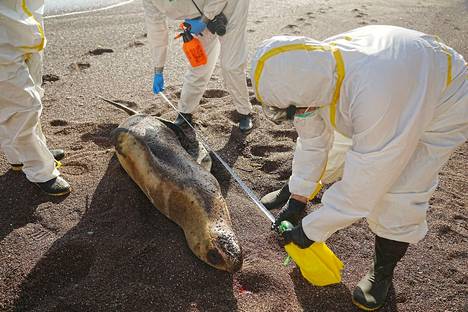 Asiantuntijat tutkivat kuollutta merileijonaa Perussa 25. tammikuuta. 