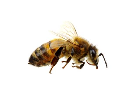 Miten ihmeessä pörriäiset erottaa? – Varsinkin ampiainen ja mehiläinen  menevät usein sekaisin - Kotimaa - Aamulehti