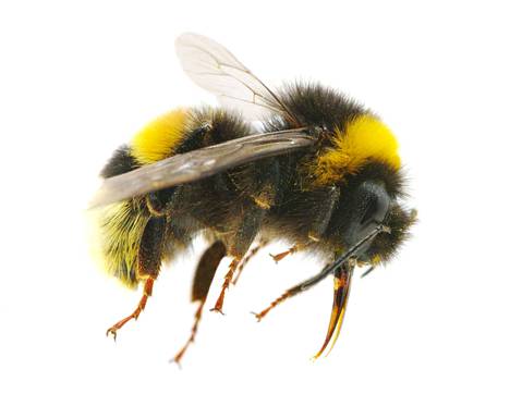 Miten ihmeessä pörriäiset erottaa? – Varsinkin ampiainen ja mehiläinen  menevät usein sekaisin - Kotimaa - Aamulehti