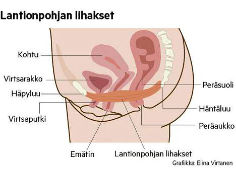 Elämäntavoilla voi sekä vähentää että lisätä virtsankarkailun riskiä  merkittävästi - Kotimaa - Aamulehti