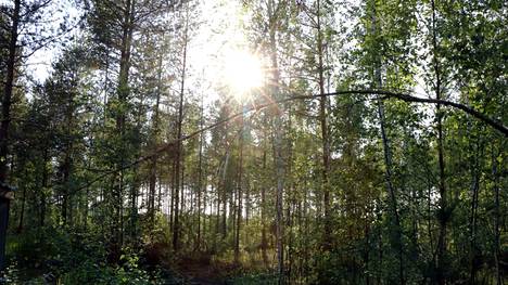 Harjavallan kaupunki on hankkimassa ison metsäalueen.