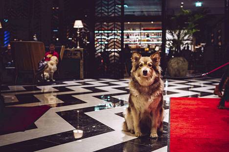 230 koiraa omistajineen täytti vantaalaisen hotellin vuodenvaihteessa. 