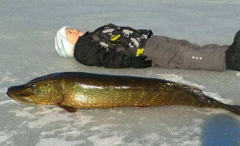 Tuukka Tamminen otti heti jäällä kuvan jättiläismäisestä hauesta. Mittatikuksi viereen laitettiin 6-vuotias Ilmari.