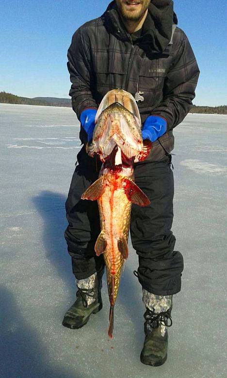 Tuukka Tamminen esittelee järkälemäistä haukea Muuratjärven jäällä.