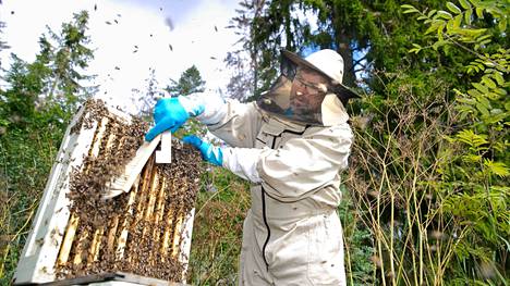 Kokenut mehiläistarhaaja Janne Pajula työssään Kangasalla. Suojavarusteista ei sovi konkarinkaan tinkiä. Yhden pesän hunajasato on keskimäärin 30 kiloa satokaudelta.