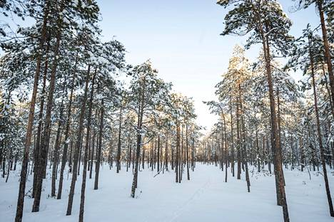 Kirjoittaja toteaa, ettei Suomen metsistä ei saa tulla Keski-Euroopan teollisuuden kompensaatioreservaattia.
