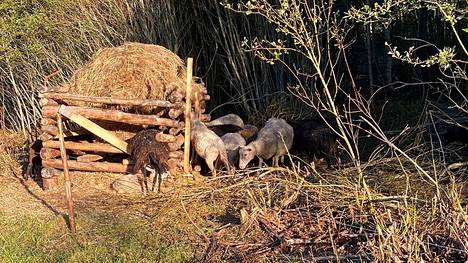 Jarno Hietaojan lampaat laidunsivat isolla pusikoituneella laitumella, kun sudet hyökkäsivät lähes satapäisen lammaslauman kimppuun maanantaina iltapäivällä.