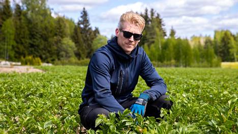 Perunanviljelijä Niilo Lähde esittelee hyvään kasvuun lähtenyttä Siikliä.