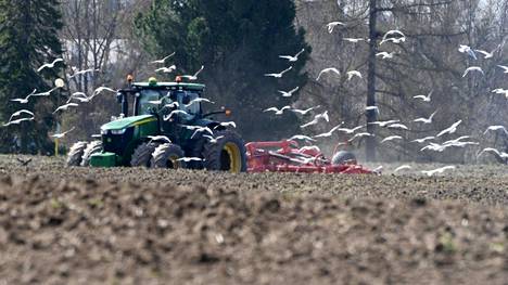 Lokit seurasivat pellolla äestävää traktoria matojen toivossa 5.  toukokuuta 2020.