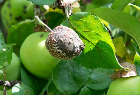 Muumio-omenoita ei suositella laitettavaksi kotikompostiin, mutta niitä voi laittaa pieninä erinä bio- ja sekajätteen joukkoon.