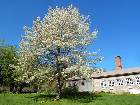 Kirsikkapuu kukki kauniisti Voipaalassa. 23. toukokuuta 2022.