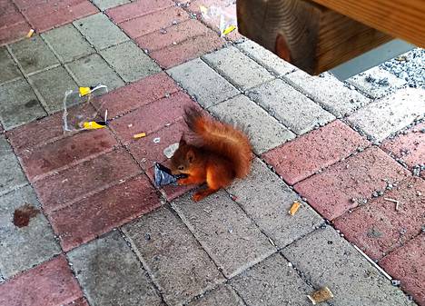 Orava aamuaterialla lukion piharappusilla.