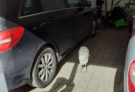 Pahasti aliravittu jalohaikara oli eksynyt Murtamossa autokatokseen, josta lintu otettiin talteen.