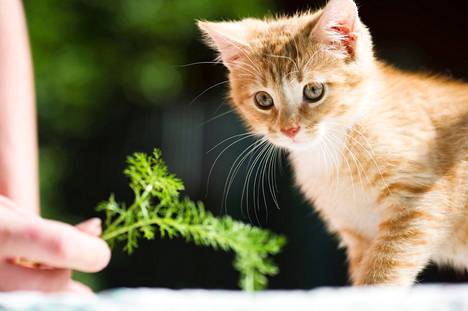 Tämä noin 12-viikkoinen, luovutusikäinen kissa löytyi talon pihasta Kangasalta vuonna 2013. Eläin päätyi löytöeläinhoitola Boondock’siin etsimään uutta kotia.