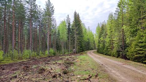 Yksityismetsistä on saatavilla tuoretta metsävaratietoa 2,5 miljoonalta hehtaarilta, ja keruu jatkuu vielä muutaman vuoden.